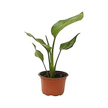 Serada Decor Plant Mini Saksıda Starliçe Cennet Kuşu Çiçeği 15-25 Cm