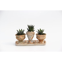 Trio Helen Orange Sukulent Seti - Haworthia Pumila. Limifolia
