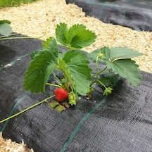 Siyah Sulzer Kumaş Sera Taban Örtüsü Jüt Blueberry Peyzaj Uygulam