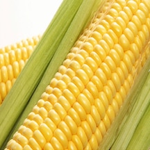 Süt Mısır Tohumu F1 500 GR