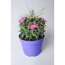 Mammillaria Magnimamma Nadir Kaktüs Özel Tür Nadide Kaktus Tekli