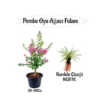 Pembe Oya Ağacı Fidanı 1 Adet Saksılı+kurdele Çiçeği Hediyeli