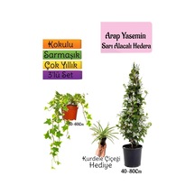 Mis Kokulu Arap Yasemini+alacalı Hedera Hex Sarmaşığı+kurdele Çiçeği 3'lü Set