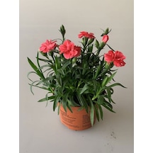 Yeni Sezon Bol Çiçekli 5 Adet Karanfil Çiçeği Renkli Bodur Tür 15-25cm