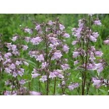 Sweet Lady Penstemon Çiçeği Tohumu 50 Adet