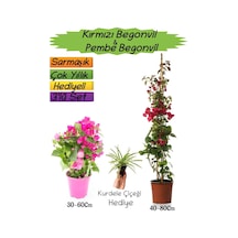 Kırmızı Renk Begonvil+pembe Begonvil+kurdele Çiçeği 3'lü Peyzaj Seti