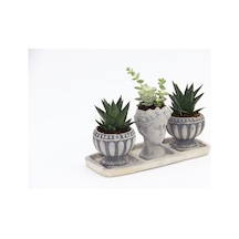 TRİO HELEN GRİ SUKULENT SETİ - Haworthia Limifolia, Echeveria