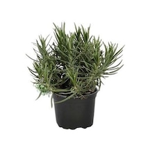 Psikedelik Mor Lavanta Fidanı 15-25 Cm 5 Adet Kabristan Mezarlık İçin