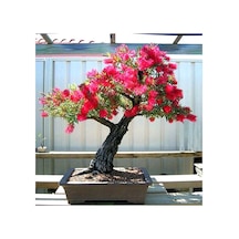 Bodur Callistemon Bonzai Ağacı Tohumu Ekim Seti 20 Tohum +Saksı+T