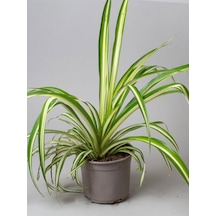 Chlorophytum Comosum Sarı Alacalı Kurdele Çiçeği 30-40cm