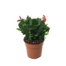Schlumbergera - Kırmızı