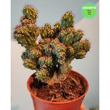 Cereus Repandus 1 Adet