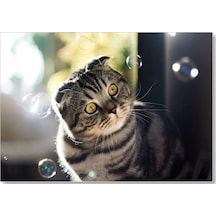 Cakasepetim Scottish Fold Tekir Ve Baloncuklar Ahşap Mdf Tablo