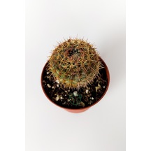 Parodia Erubescens Özel Tür Kaktüs 5.5 CM Saksıda