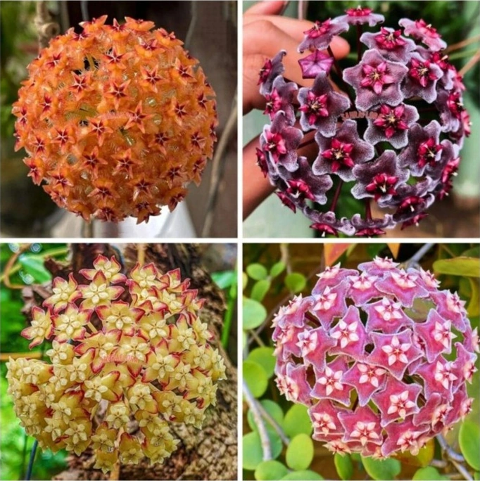 Mum Çiçeği Fidanı 10-20 Cm Kokulu Pembe Renk