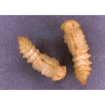 Un Kurdu Pupa Evresı 50 Adet