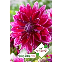 Yıldız Çiçeği Çiçek Tohum 30 Adet