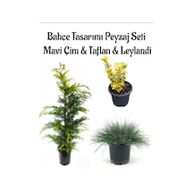 Mavi Çim 1 Adet Saksılı 10-20cm +altuni Taflan 20-40cm +leylandi Çam 1adet Bahçe Seti