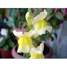 Sarı Aslanağzı Tohumu 100+ Tohum N112043