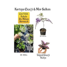 Kokulu Kartopu Çiçeği+mor Salkım Ağacı Fidanı Telgraf Çiçeği Peyzaj Seti