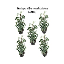 Kartopu Viburnum Lucidum 5 Adet 60-80 Cm Saksılı Dış Mekan Bahçe Peyzaj Çit Bitkisi