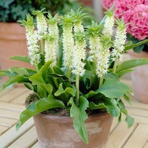 Eucomis Autumnalis White Ananas Çiçeği Zambağı Soğanı 1 Adet