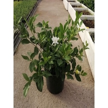 Videolu Mis Kokulu Hediyelik 1 Adet Gardenya Çiçeği Saksılı 25-40cm Salon Bitkisi Gardenia Flower
