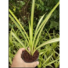 Kurdele Çiçeği Sarı Alacalı 1 Adet Saksılı 20-30cm