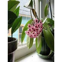 Harika Görünüm Beyaz Mum Çiçeği Fidanı 15-25 Cm Saksılı Çiçekli Bodur Bitkiler Hoya Carnosa