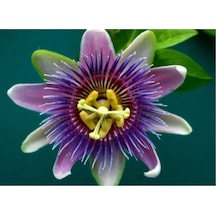 Paketli 10-15 Adet Çarkıfelek Çiçek Tohumu