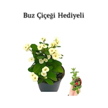 Beyaz Çiçekli Kaktüs Milli Dikenler Tacı Anneler Gününe Özel Buz Çiçeği Hediyeli