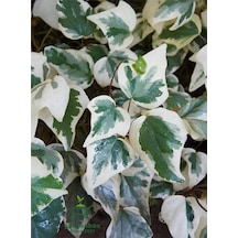 Hedera Helix Duvar Ağaç Sarmaşığı 1 Adet Saksılı 20-40cm Yaprak Güzeli Hediye