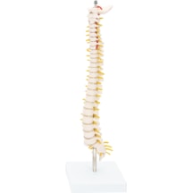 Yarım Boy Omurga Model 42 Cm - Omurga Maketi 01