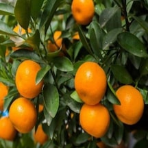 Tüplü Aşılı Satsuma Mandalina Fidanı 2 Yaş 100-120 Cm