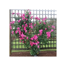 Tüplü Pembe Sarmaşık Gül Fidanı