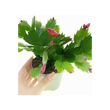 Pembe Yılbaşı Çiçeği Fidanı 1 Adet Saksılı Salon Ofis Çiçeği Schlumbergera
