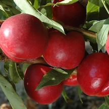 Tüplü Aşılı İri Meyveli Bol Verimli Orta Geçci Amiga Nektarin Fid