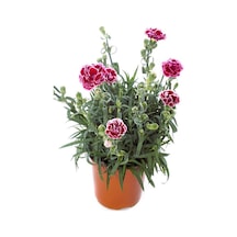 Kokulu Pembe Renk Ebruli Karanfil Çiçeği 1 Adet Saksılı Bodur Tür 15-25cm