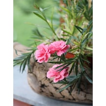 Videolu Pembe Karanfil 40 60 Cm 1 Adet Saksılı/ Tüplü Çiçekli Bodur Bitki Dianthus Caryophyllus