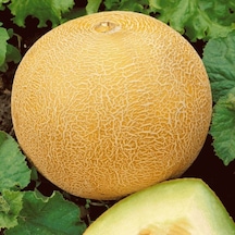 Geleneksel Tohumları Kokulu Ananas Kavun Tohumu Gali Tipi 20 Tohum