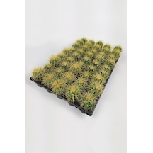 Echinocactus Grusonii Altın Fıçı Kaktüsü 45 Adet 1 Viyol
