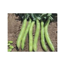 Bakla Sakız Tohumu - 10 Gr, Sağlıklı Seçenek