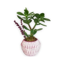 Sukulent Crassula Ovata | Pembe Çizgili Saksıda
