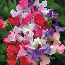 Karışık Bezelye Çiçeği Tohumu Lathyrus Odoratus 5+ Tohum