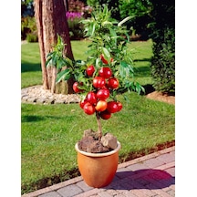 Venüs Nektarin Prunus Persica Nucipersica 3 Adet