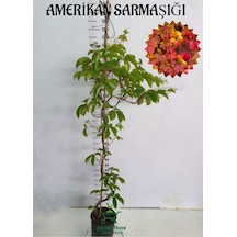 Amerikan Sarmaşığı Parthenocissus Quinquefolia Saksılı/tüplü 40/65cm