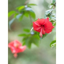 Videolu Kırmızı Japon Gülü Çiçeği Fidanı 20-45cm Saksılı Çiçekli Bodur Bitkiler Red Japanese Rose