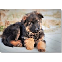 Cakasepetim Kahverengi Siyah Sevimli Yavru Köpek Ahşap Mdf Tablo