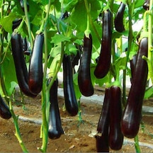 Kemer Patlıcan Tohumu10 GRam