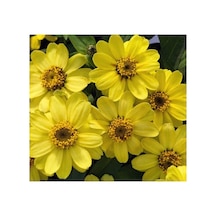 Mini Çiçekli Kirli Hanım Zinnia Tohumu - Sarı Kırmızı Renk - 5 Adet